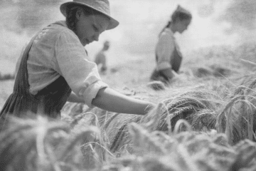 Weizenernte um 1884-sw