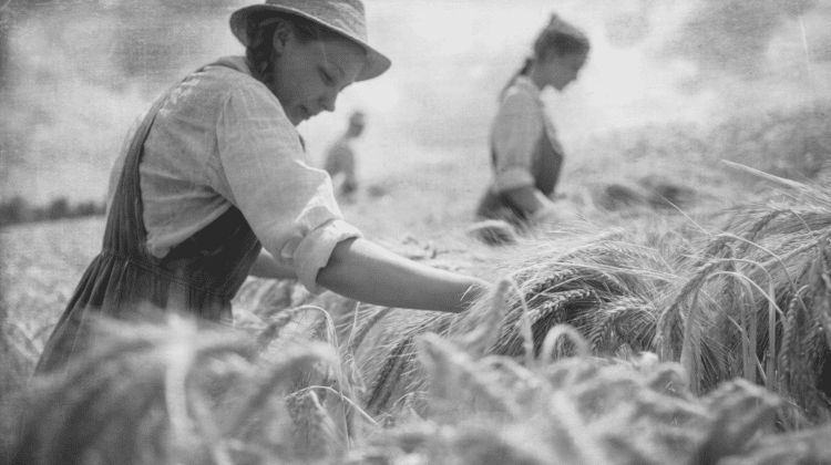 Weizenernte um 1884-sw